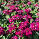 Verbena peruviana 'EnduraScape Burgundy'