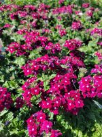 Verbena peruviana 'EnduraScape Burgundy'