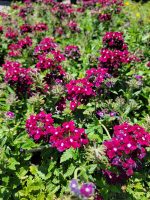 Verbena peruviana 'EnduraScape Burgundy' - Image 3
