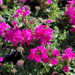 Verbena peruviana 'EnduraScape Magenta'