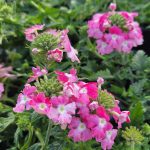 Verbena peruviana 'EnduraScape Pink Fizz'