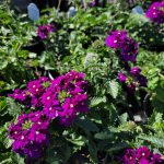 Verbena peruviana 'EnduraScape Purple'