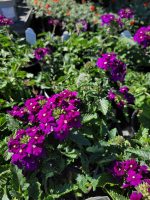 Verbena peruviana 'EnduraScape Purple'