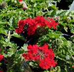 Verbena peruviana 'EnduraScape Red'