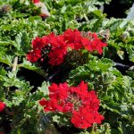 Verbena peruviana 'EnduraScape Red'
