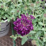 Verbena x 'Lascar Black Velvet'