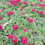 Verbena x 'Lascar Vampire'