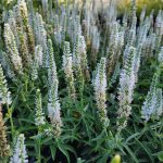 Veronica spicata 'Moody Blues White'