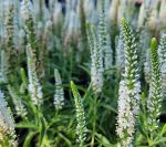 Veronica spicata 'Moody Blues White' - Image 2