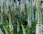 Veronica spicata 'Moody Blues White' - Image 3