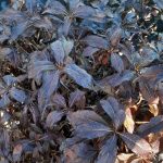 Weigela 'Spilled Wine'