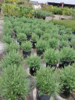 Westringia fruticosa 'Blue Gem' - Image 4