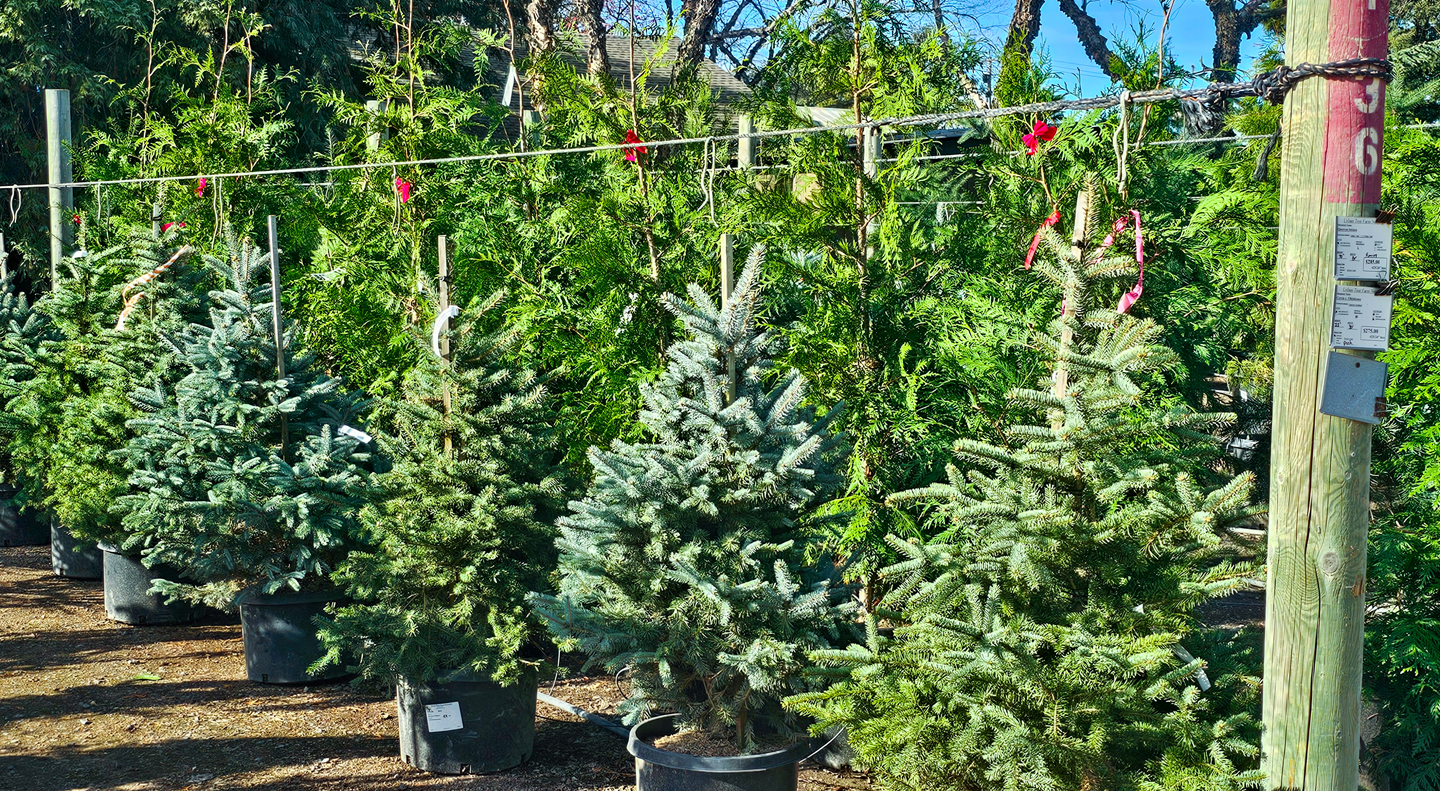 Bare root fruit trees have arrived at Urban Tree Farm Nursery!