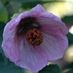 Abutilon hybridum 'Pink' PATIO