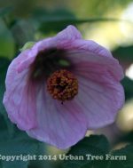 Abutilon hybridum 'Pink' PATIO