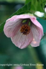 Abutilon hybridum 'Pink' PATIO - Image 2