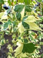 Abutilon hybridum 'Savitzii'