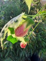 Abutilon hybridum 'Savitzii' - Image 2