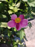 Anemone hupehensis 'September Charm'