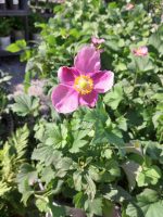 Anemone hupehensis 'September Charm' - Image 2