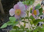Anemone hybrida 'Hadspen Abundance'