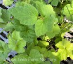 Anemone hybrida 'Hadspen Abundance' - Image 2