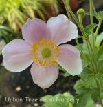 Anemone hybrida 'Hadspen Abundance' - Image 3
