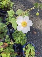 Anemone hybrida 'Honorine Jobert'