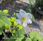 Anemone hybrida 'Honorine Jobert' - Image 2
