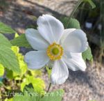 Anemone hybrida 'Honorine Jobert' - Image 3
