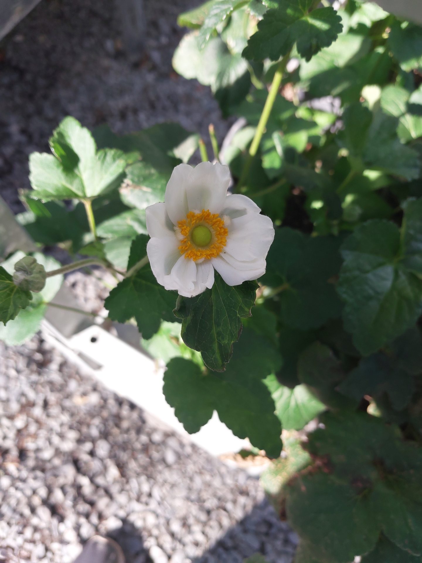 Anemone-hybrida-Whirlwind-a Anemone hybrida 'Whirlwind' - Image 1