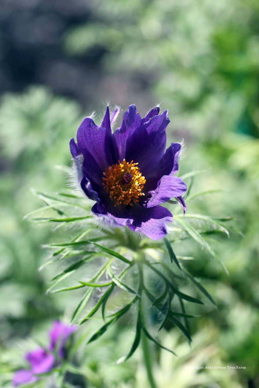 Anemone-pulsatilla-a Anemone pulsatilla - Image 1