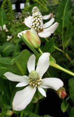 Anemopsis californica - Image 2
