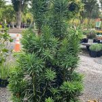 Taxus baccata 'Stricta/Fastigiata'