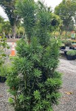 Taxus baccata 'Stricta/Fastigiata'