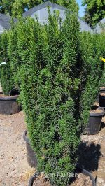 Taxus baccata 'Stricta/Fastigiata' - Image 3