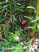 Taxus baccata 'Stricta/Fastigiata' - Image 4