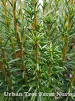 Taxus baccata 'Stricta/Fastigiata' - Image 5