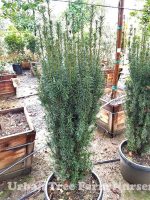 Taxus baccata 'Stricta/Fastigiata' - Image 6