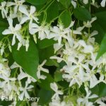 Trachelospermum jasminoides BUSH