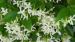 Trachelospermum jasminoides BUSH