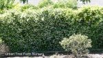 Trachelospermum jasminoides BUSH - Image 2