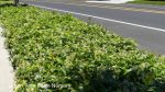 Trachelospermum jasminoides BUSH - Image 3