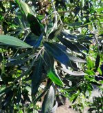 Tristania laurina STD - Image 3