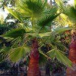 Washingtonia robusta