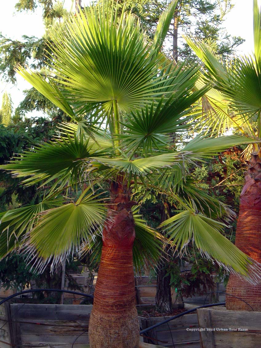 Washingtonia-robusta-a Washingtonia robusta - Image 1
