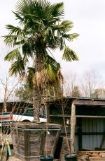 Washingtonia robusta - Image 2