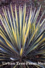 Yucca filamentosa 'Color Guard' - Image 2