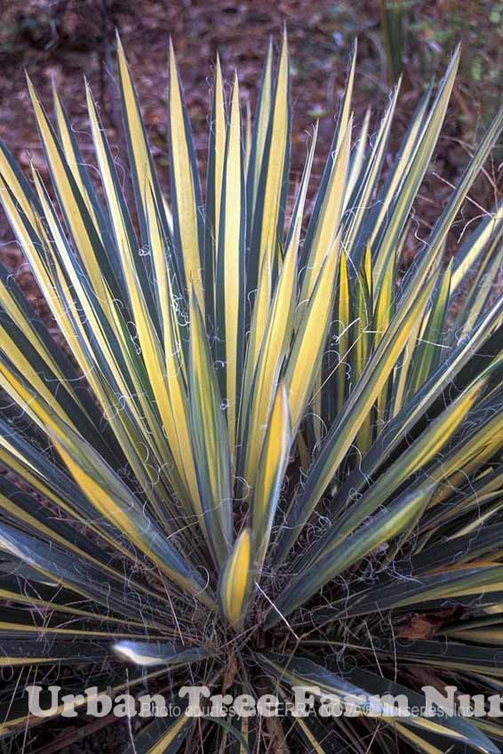 Yucca filamentosa 'Color Guard' | Urban Tree Farm Nursery