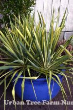 Yucca filamentosa 'Color Guard' - Image 3